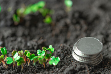 Sprouted seedlings of sown radish in a row. Radish microgreens. Germination of microgreens....