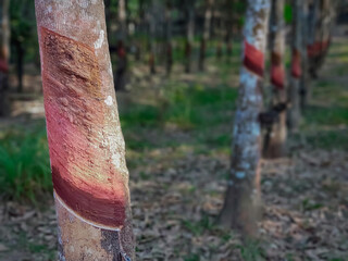 Rubber trees in the garden, ready to yield