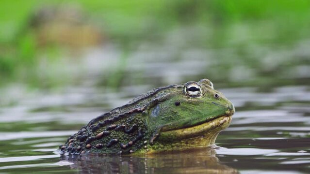 Huge African Bullfrog On Shallow Water Surface Of A Pond. Close Up