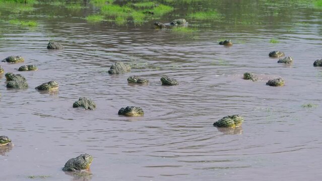 Large Group Of African Bullfrogs Breeding On Shallow Lake In Central Kalahari Game Reserve, Botswana. Slide Shot