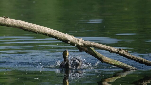 Cormorant splashes around in water, hops onto branch over water; slowmo