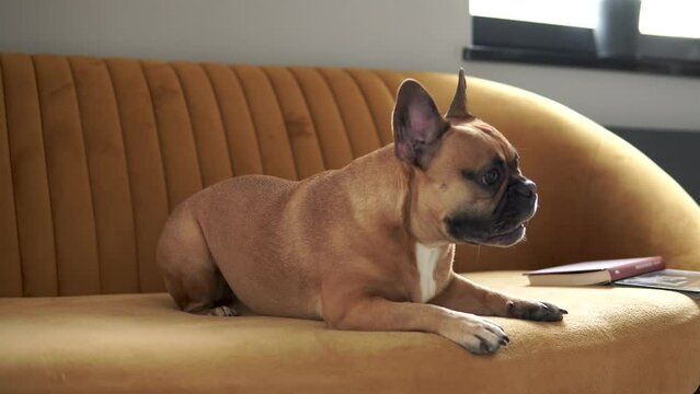 Angry French Bulldog Barking While On A Couch At Home. Close Up