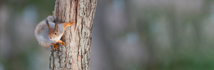 Red squirrel sitting on a tree branch in winter forest and nibbling seeds on snow covered trees background..