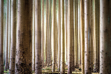 Forest of straight pine tree trunks - Powered by Adobe