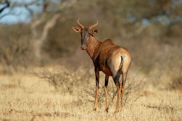 Tsessebe ( Damaliscus lunatus) Mokala National Park, South Africa