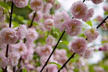 Cherry sakura pink flowers against the backdrop of a blooming garden