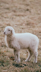 Fototapeta premium rams in the pasture