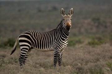  Cape mountain zebra