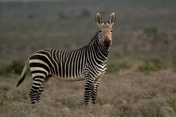 Foto auf Leinwand  Cape mountain zebra © Hanlie