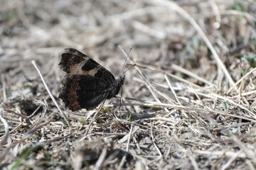 Butterfly on the ground early spring. First butterfly of the season.