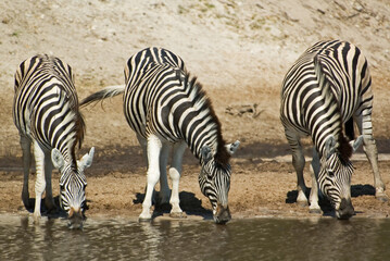 Fototapeta na wymiar Burchells zebra