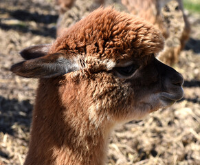 Fototapeta premium Lama glama, alpaca