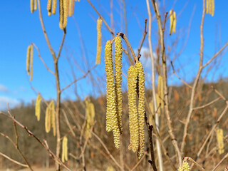 Hazelnut catkin, Corylus avellana