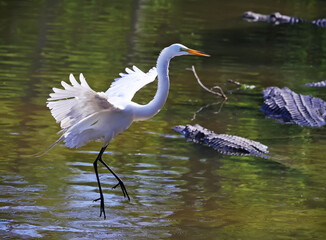 Great White Heron Egret Bird Florida Flying or Sitting in or over water.