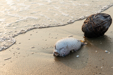 A dead hedgehog fish lies in the surf on the beach.