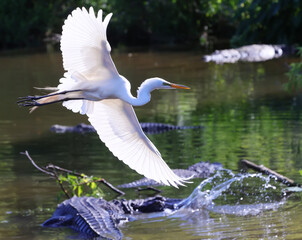 Great White Heron Egret Bird Florida Flying or Sitting in or over water.