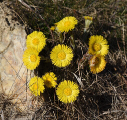 Coltsfoot, Tussilago Farfara