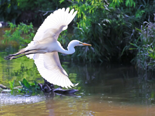 Great White Heron Egret Bird Florida Flying or Sitting in or over water.
