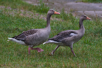 Graugänse in Brandenburg