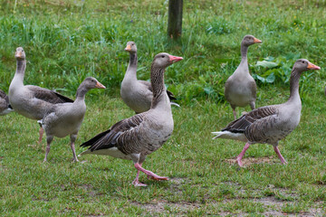 Graugänse in Brandenburg