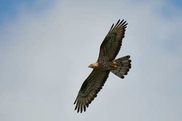  Wespenbussard (Pernis apivorus) in Linum
