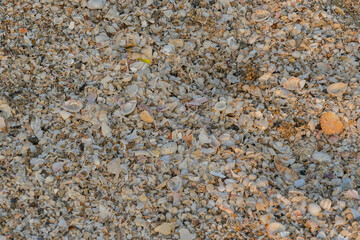 A scattering of different shells on the seashore.