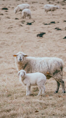 Fototapeta premium rams in the pasture