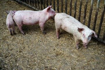 Drei rosa Bio-Ferkel in Offenstallhaltung auf Bauernhof am Nachmittag im Frühling