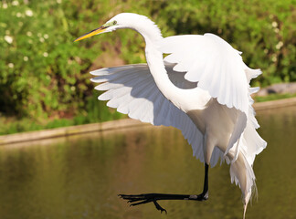 Great White Heron Egret Bird Florida Flying or Sitting in or over water.