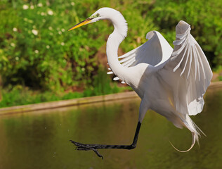 Great White Heron Egret Bird Florida Flying or Sitting in or over water.