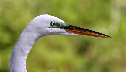 Great White Heron Egret Bird Florida Flying or Sitting in or over water.