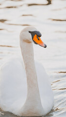 Close-up portrait of the swan
