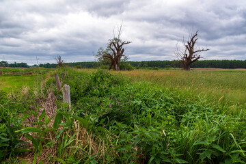 Obraz premium Zielone łąki w Dolinie Narwi, Podlasie, Polska