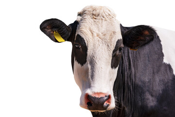 Closeup of a White and black head of a cow isolated on white background. Alps, Italy, south Europe.