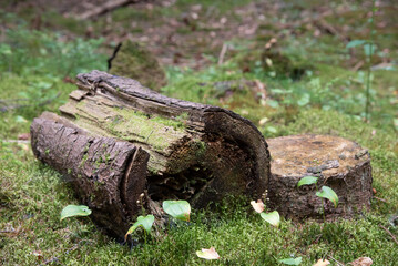 stump in the forest