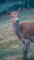 Portrait Of Deer