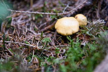 mushroom in the forest