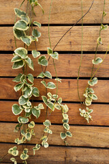 background with wooden stick and a vine decorating, nature and garden plants with rustic style, texture details