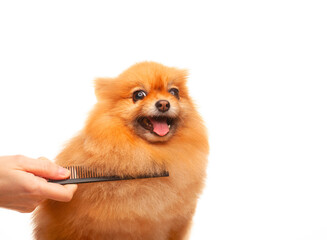 Obraz premium image of dog hand hairbrush white background 