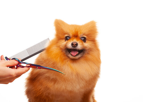image of dog hand scissors hairbrush white background 