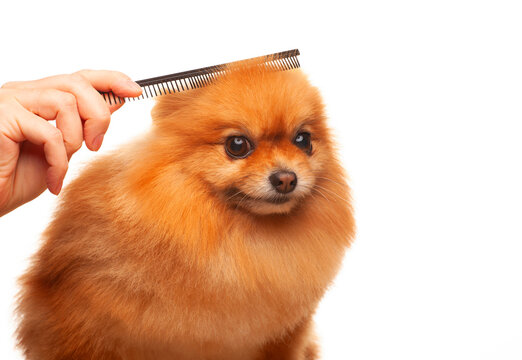 image of dog hand hairbrush white background 