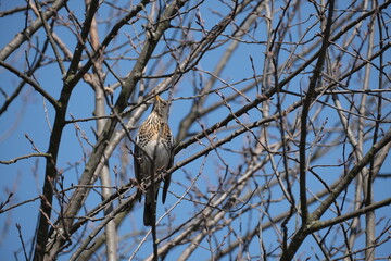 Song thrush on a branch in nature, bird in a natural environment in the wild.