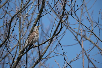 Song thrush on a branch in nature, bird in a natural environment in the wild.