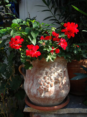 Red geraniums on a grape patterned terracotta pot in Bozcaada island, Canakkale, Turkey.       