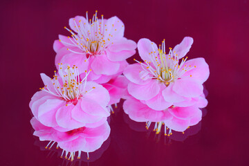 Fototapeta na wymiar Closeup view of a pink ume prunus Japanese plum flower reflecting on a mirror