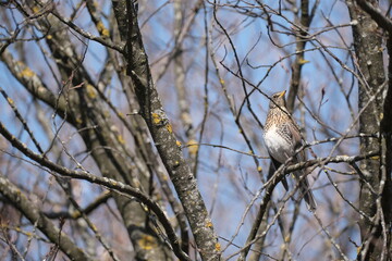 Song thrush on a branch in nature, bird in a natural environment in the wild.