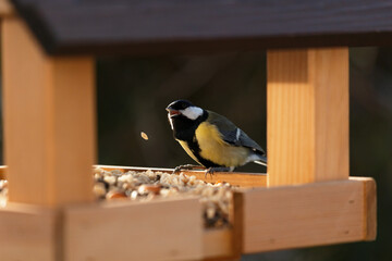 A great tit eating at a birdhouse in winter. Funny and cute close-up of a bird. Colourful picture....