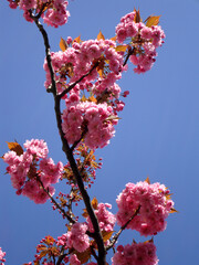Pink blossoms on a tree branch during spring in Richmond, England, UK.   