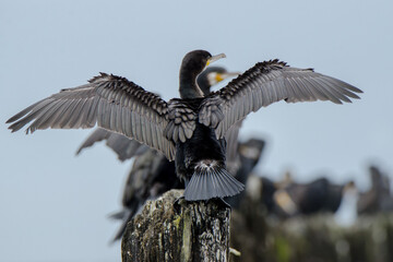 Kormoran mit ausgebreitetem Gefieder auf einer Buhne vor einer Kolonie mit weiteren sitzenden Kormoranen
