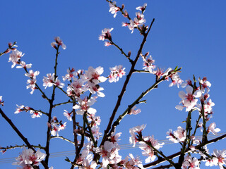 Almond tree blossoms during spring time in Aegean coastal town Bodrum, in Turkey. 